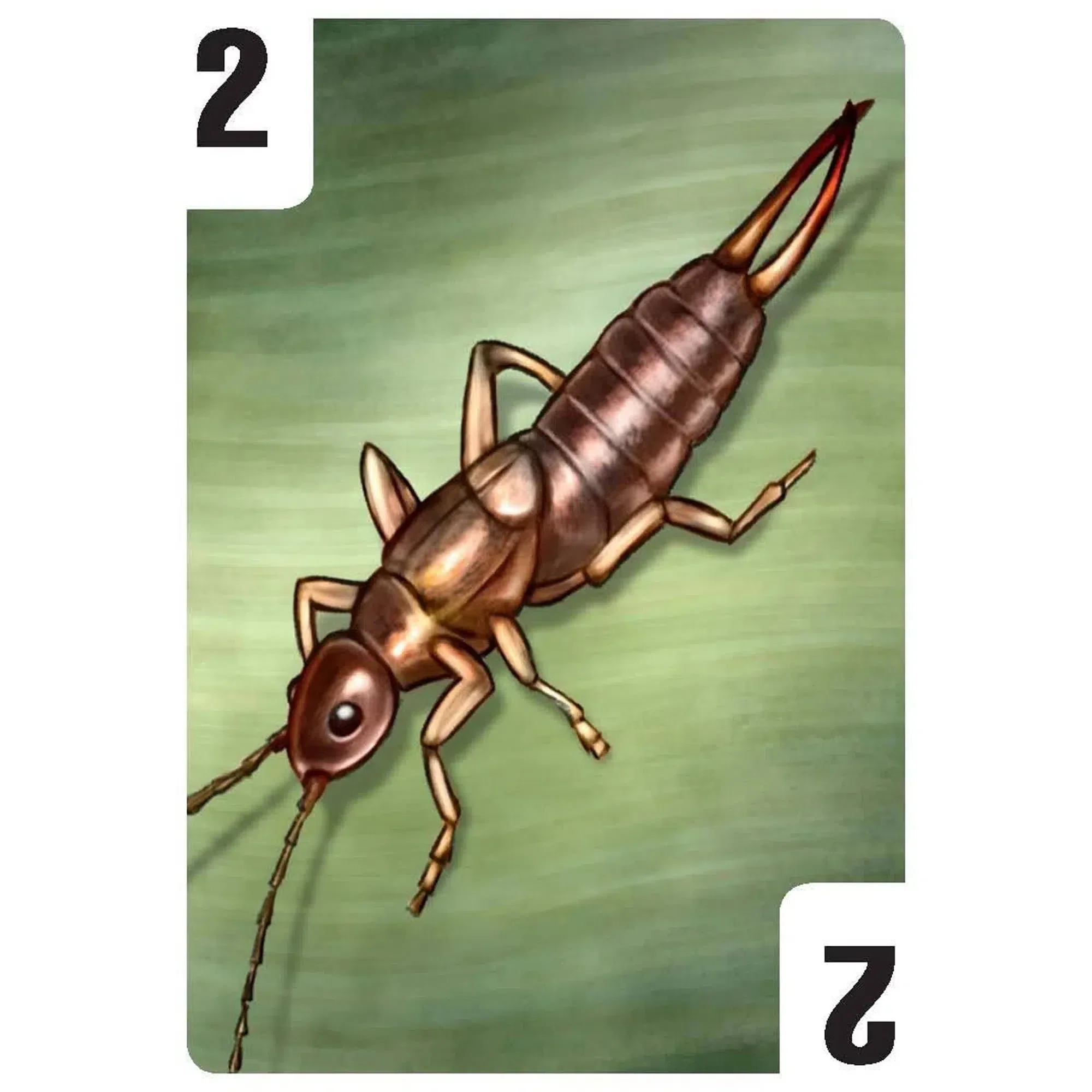 Bugs - Competitive Nature Card Game for Family, Adults, and Children (3-6 Players, Ages 10+) - Valley Games - Image 4