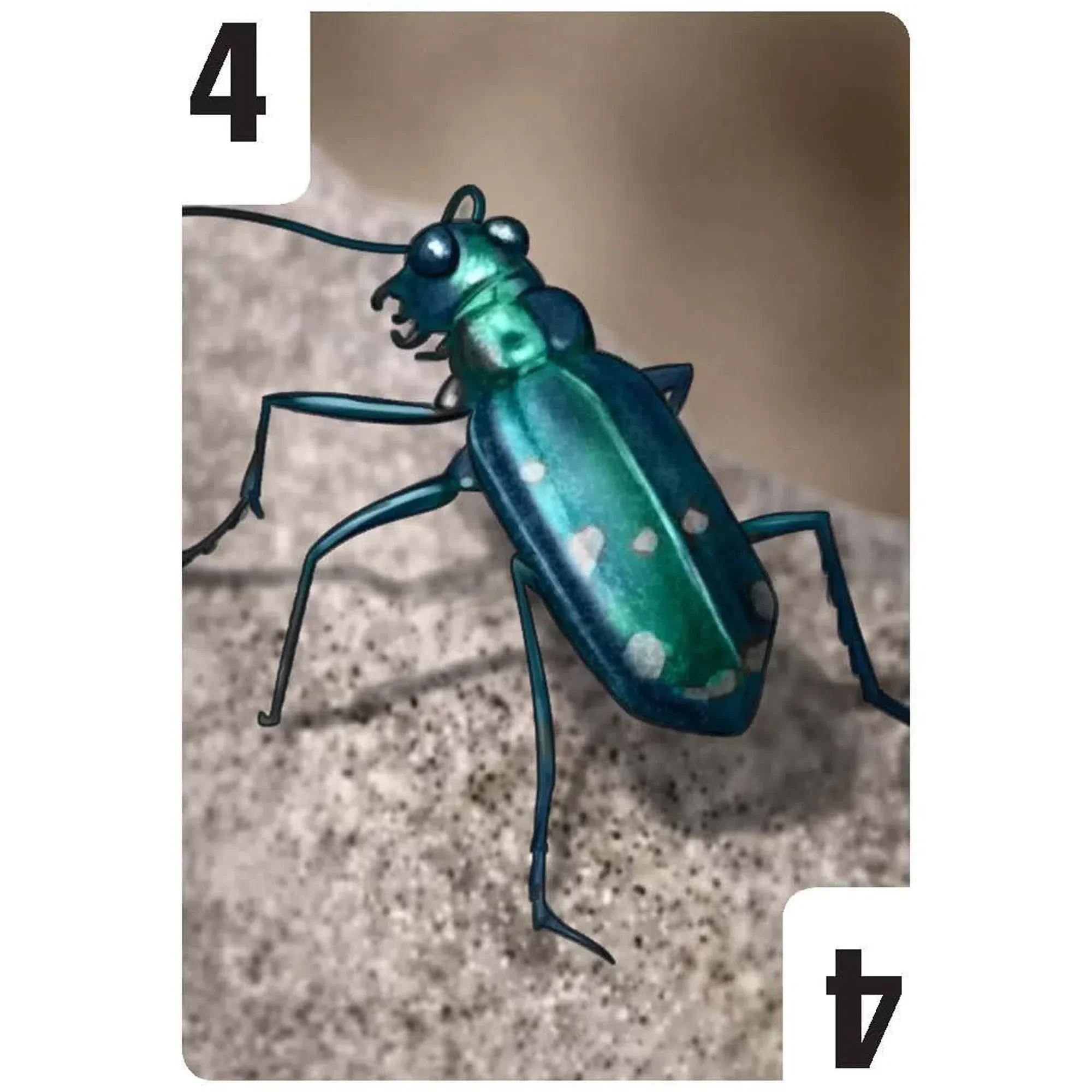 Bugs - Competitive Nature Card Game for Family, Adults, and Children (3-6 Players, Ages 10+) - Valley Games - Image 6