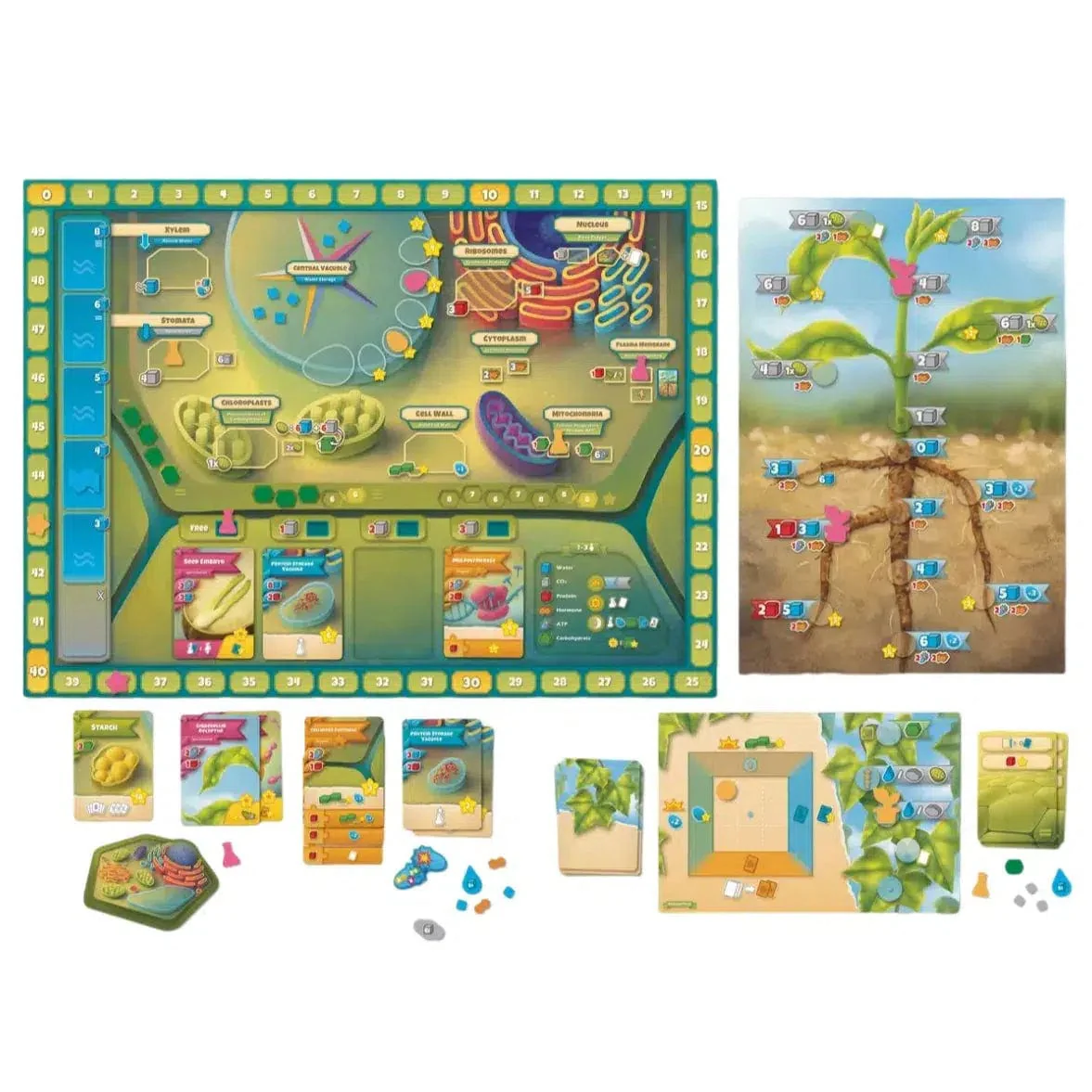 Cellulose: A Plant Cell Biology Game - Board Game - Genius Games - Image 3
