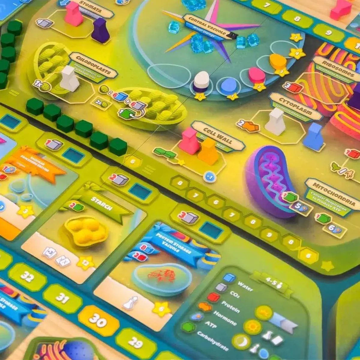 Cellulose: A Plant Cell Biology Game - Board Game - Genius Games - Image 4