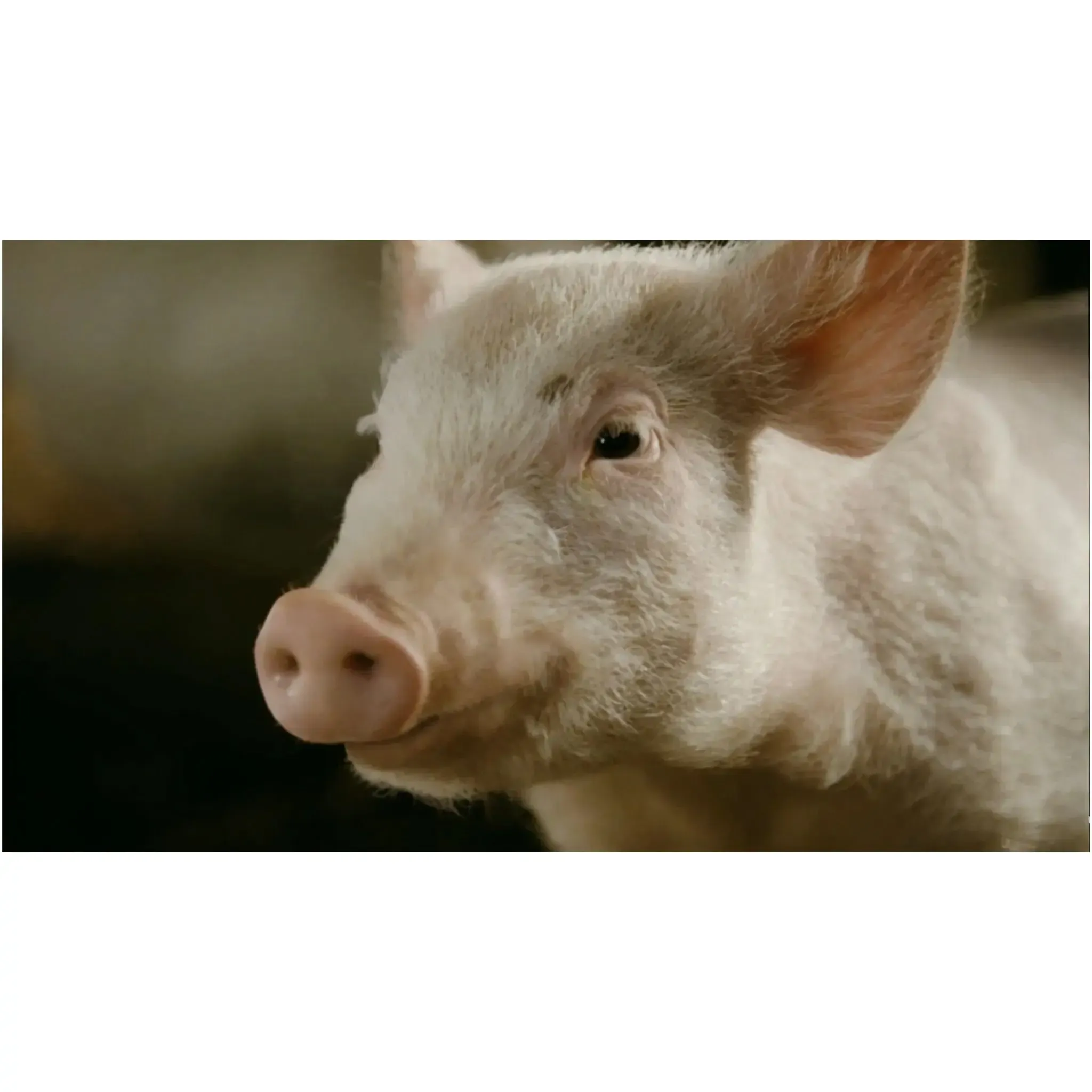 Charlotte’s Web | Live Action & Animated Movie | DVD | 2-Movie Collection - Image 13