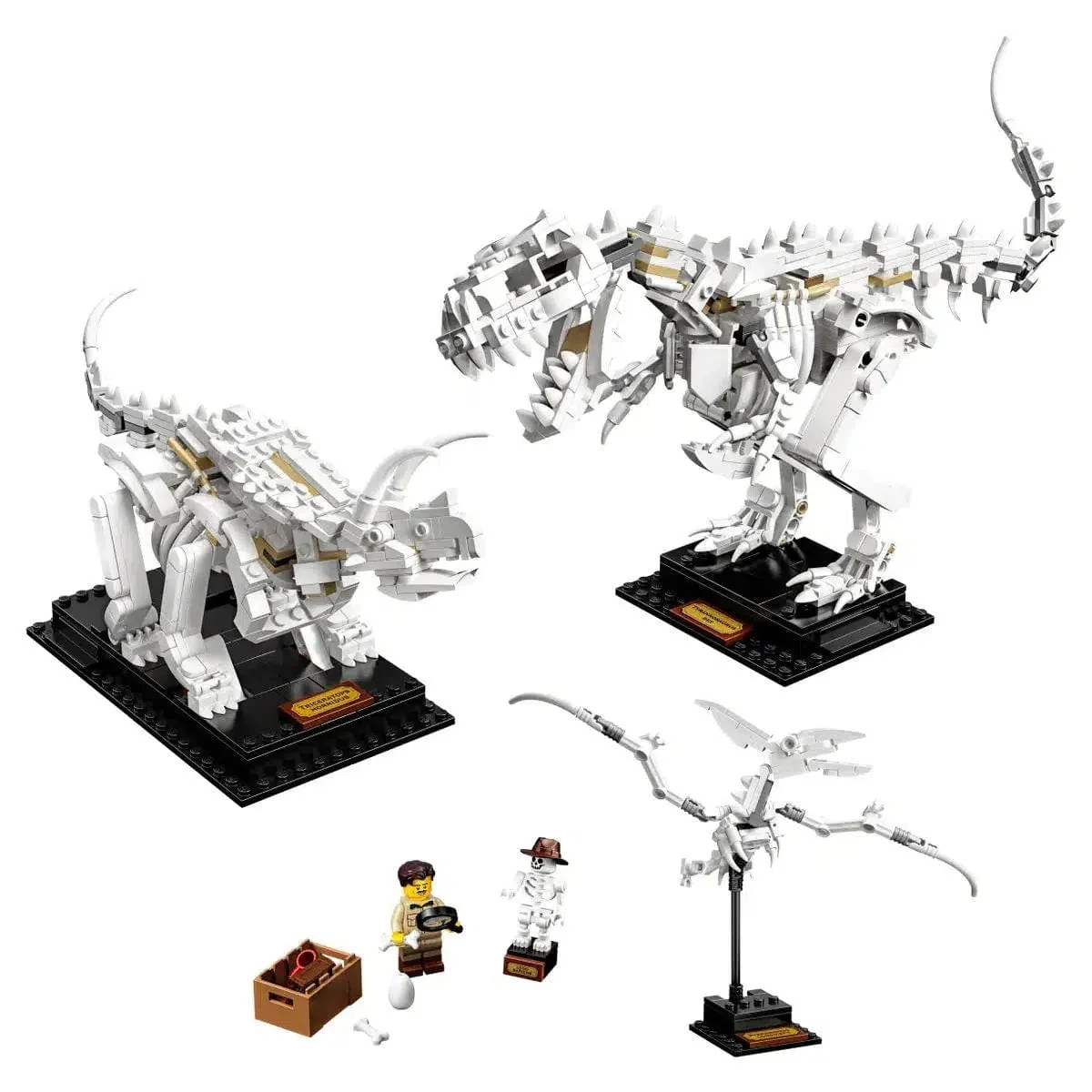 LEGO [Ideas] - Dinosaur Fossils (21320) - Image 2